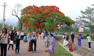 गुलमोहरले पर्यटकलाई लोभ्यायो