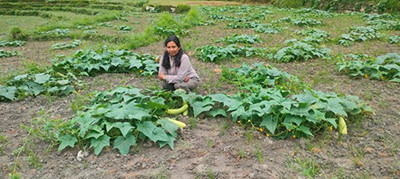 उपमेयर क्षेत्रीको काँक्राखेती
