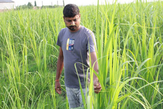 उखुखेतीबाट लाखौँ आम्दानी
