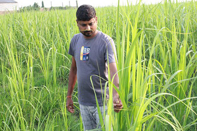 उखुखेतीबाट लाखौँ आम्दानी