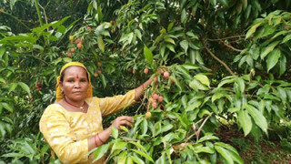 सुर्खेतमा व्यावसायिक लिची उत्पादन