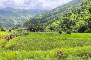 बाँदरको समस्याको विकल्पमा कागुनोखेती