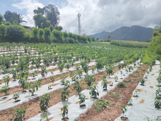 व्यावसायिक अकबरेखेती