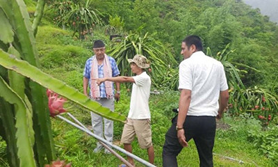विदेशबाट फर्किएर ‘ड्रागन फ्रुट’ को व्यावसायिक खेतीमा