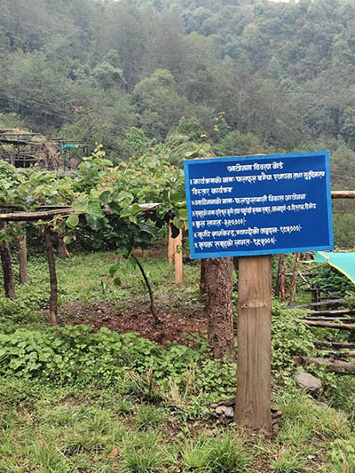 मसाला बाली खेती गर्ने किसानलाई अनुदान