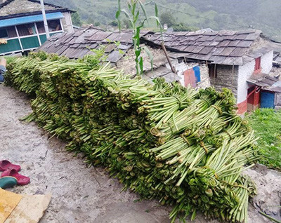 घरखर्च चलाउने आम्दानी बन्न थाल्यो निहुरो