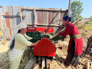 बाँझिएका बारीहरुमा उखुखेती लगाउँदा...