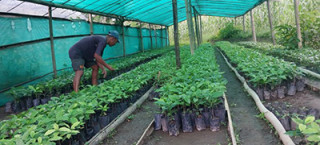 कफीको बिरुवा बेचेर रु. साढे १३ लाख कमाई