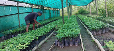 कफीको बिरुवा बेचेर रु. साढे १३ लाख कमाई