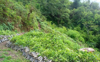 वन्यजन्तुबाट बाली जोगाउन नसकेपछि टिमुरखेती