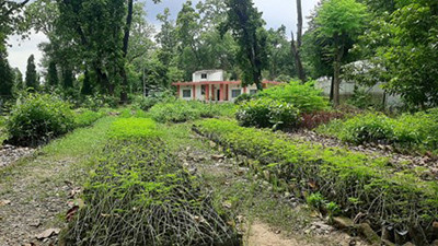 जडीबुटीका विरुवासँगै तालिम दिँदै वनस्पती अनुसन्धान केन्द्र