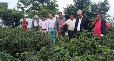 व्यावसायिक अकबरे खुर्सानीखेती