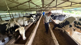 गाईपालनबाट मासिक तीन लाख ५० हजार आम्दानी