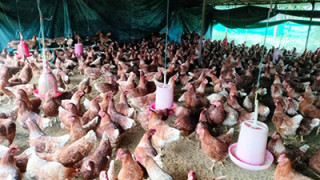 सफल कुखुरापालकका रूपमा परिचित झलारीका रेवन