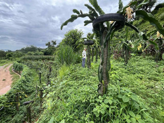 ड्रागन फ्रुटखेतीप्रति आकर्षण बढ्दै