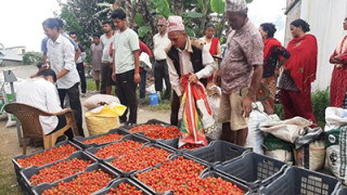 अकबरे खुर्सानी खेतीबाटै लाखौँ आम्दानी