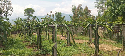 व्यावसायिक ड्रागन फ्रुत खेतीमा रमाउँदै किसान