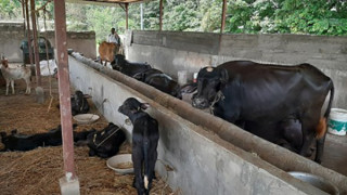 विदेशको मोह त्यागेर भैँसीपालनमा