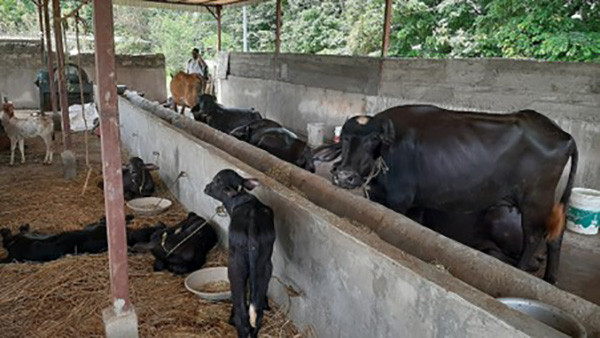 विदेशको मोह त्यागेर भैँसीपालनमा