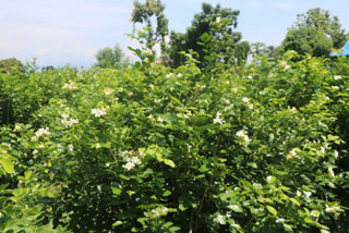 फूलखेतीबाट आत्मनिर्भर बन्दै