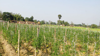 तरकारी खेतीबाट वार्षिक रु. तीन लाख बचत