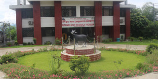 लक्ष्यभन्दा बढी बाख्रा उत्पादन