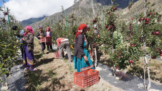 ‘हाइब्रिड’ स्याउ उत्पादन