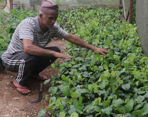 मरिचका बिरुवा बेचेर आम्दानी
