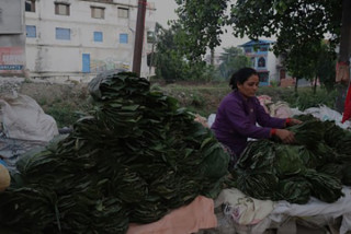पात बेचेर चाडपर्व खर्चको जोहो