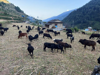 गोठाला बेँसी झरेपछि भल्कोटमा बढ्यो चहलपहल