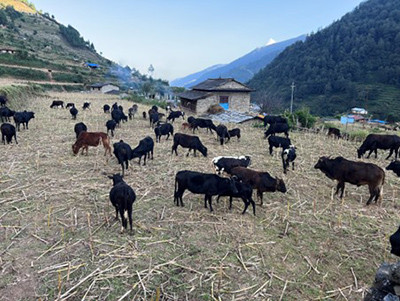 गोठाला बेँसी झरेपछि भल्कोटमा बढ्यो चहलपहल