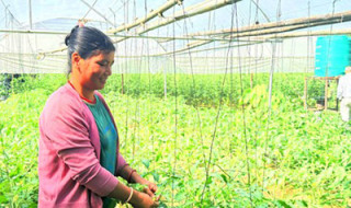 तरकारीखेतीबाट रु. नौ लाख आम्दानी