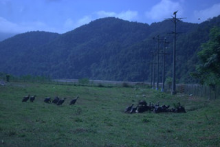 आहारको व्यवस्थापनले गिद्धको आगमन