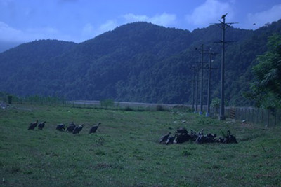 आहारको व्यवस्थापनले गिद्धको आगमन