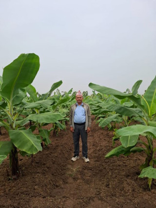 शिक्षणसँगै व्यावसायिक केराखेती