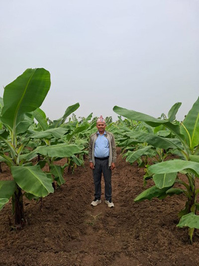 शिक्षणसँगै व्यावसायिक केराखेती