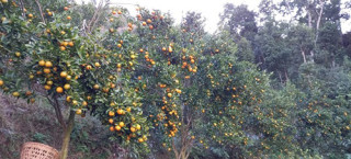 अर्बकुना सुन्तला उत्पादन कृषक समूहद्वारा करिव रु. ८७ लाखको सुन्तला बिक्री