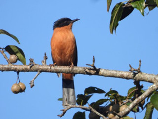 गुल्मीमा चरा प्रजातिको सङ्ख्या तीन सय ५५ पुग्यो