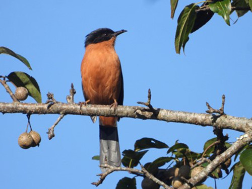गुल्मीमा चरा प्रजातिको सङ्ख्या तीन सय ५५ पुग्यो