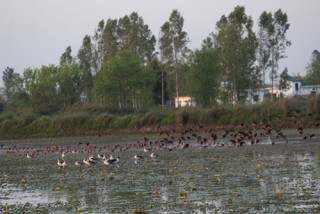 कञ्चनपुरमा जलपन्छी गणना