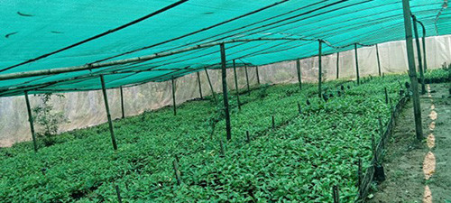 षडानन्दमा ‘गरिबी निवारणका लागि प्राङ्गारिक कफीखेती कार्यक्रम’