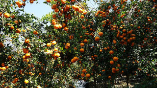 अन्यत्र निख्रिएपछि सुन्तला टिप्न थालेका बाँसखर्कका किसानले दोब्बर मूल्य पारे
