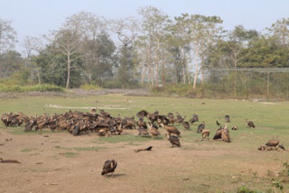 गिद्ध संरक्षणका लागि विषाक्त औषधि प्रयोगमा प्रतिबन्ध लगाउनुपर्नेमा जोड