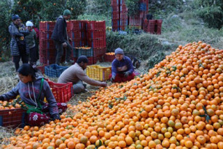 म्याग्दीमा रु. ३१ करोड ६० लाखको सुन्तला उत्पादन