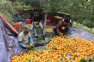 अन्नपूर्णबाट करिब चार करोड मूल्य बराबरको सुन्तला बिक्री