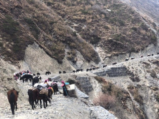 यार्सागुम्बा सङ्कलन गर्न लेकतिर