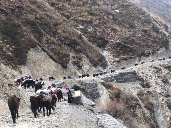 यार्सागुम्बा सङ्कलन गर्न लेकतिर
