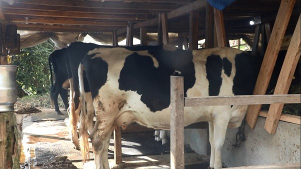 पौवादुङमाका किसान उद्यममा जोडिदै