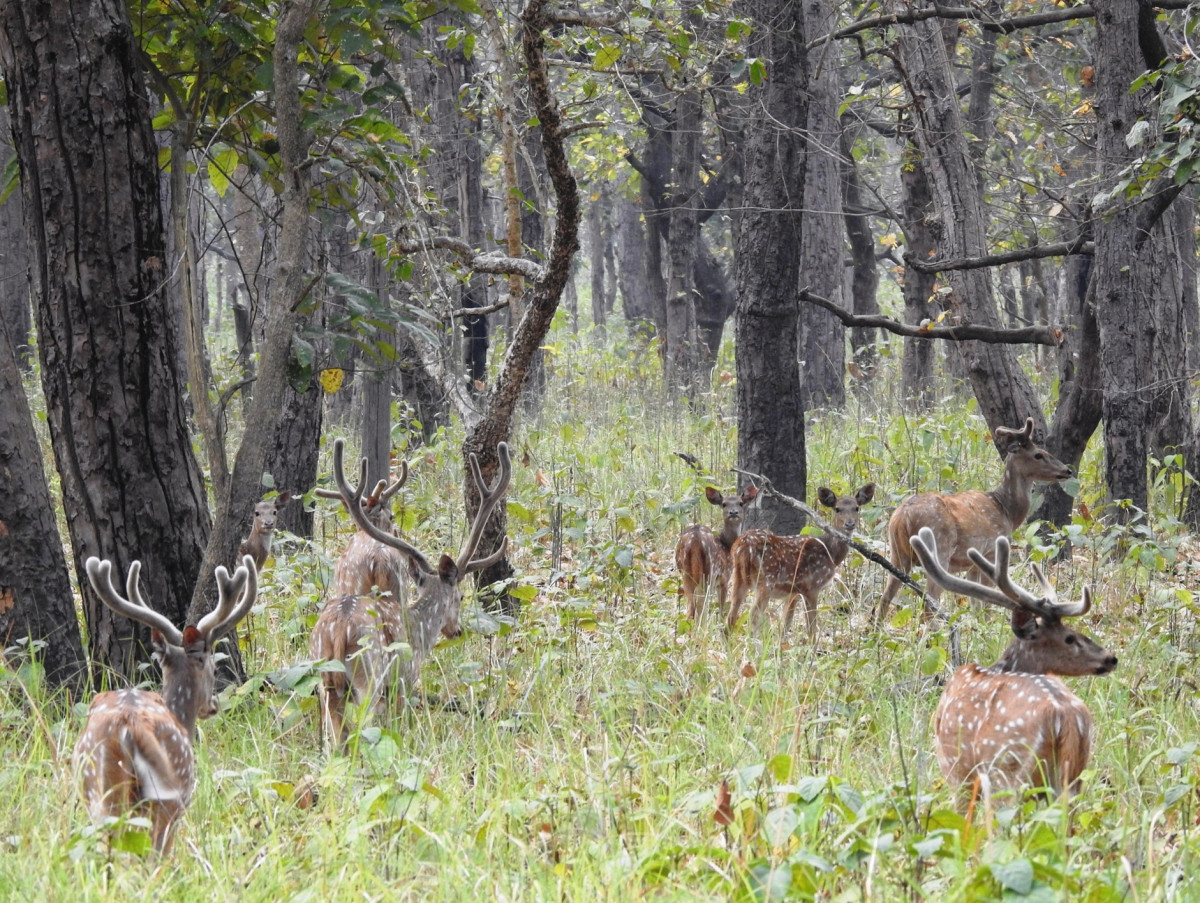 दुई हजार छ सय पर्यटकले गरे शुक्लाफाँटा भ्रमण