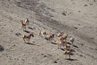 उपल्लो मुस्ताङमा देखिए जङ्गली गधा